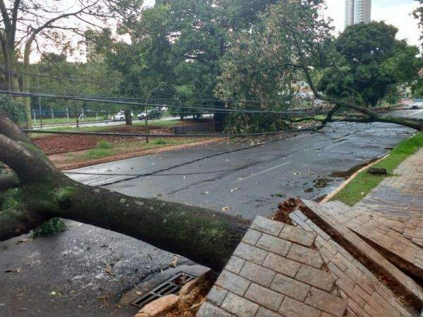 Avenida onde postes e &aacute;rvores ca&iacute;ram durante a tarde &eacute; liberada
