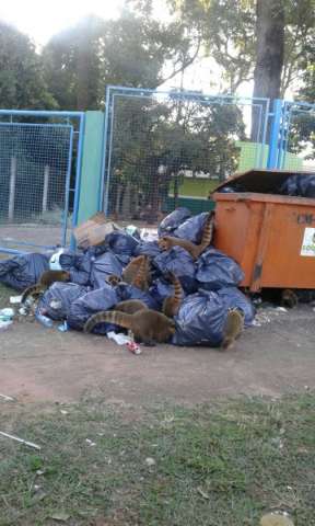 Quatis s&atilde;o flagrados revirando lixo no Parque dos Poderes 