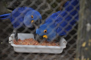 Arara-azul no CRAS (Centro de Reabilitação de Animais Silvestres) de Campo Grande. Elas foram encaminhadas ao local para passar por reabilitação.(Foto: Arquivo/Marcelo Calazans) 