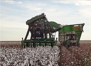 Colheita do algodão em Chapadão do Sul/MS (Foto: Jovem Sul News)