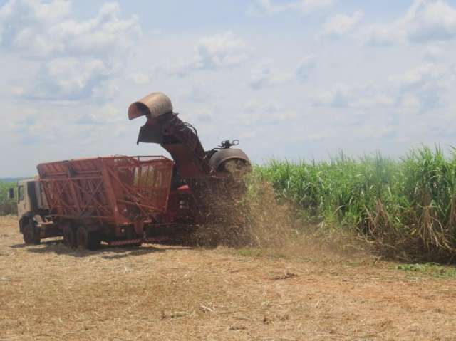 Chuva atrapalha moagem de cana e safra deve se estender at&eacute; fevereiro