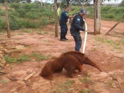 Tamandu&aacute; &eacute; resgatado por policiais ap&oacute;s cair em fossa abandonada