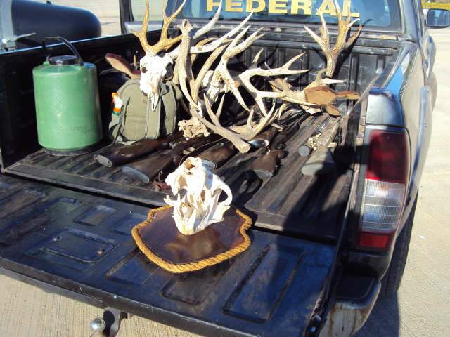  Opera&ccedil;&atilde;o apreende cr&acirc;nios de on&ccedil;a e 3,5 metros de couro de sucuri