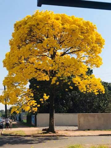 Recheado, ip&ecirc; pinta c&eacute;u de amarelo e vira atra&ccedil;&atilde;o do domingo no Tiradentes