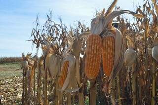 Exportações de milho caíram 35% no ano. (Foto: Famasul)