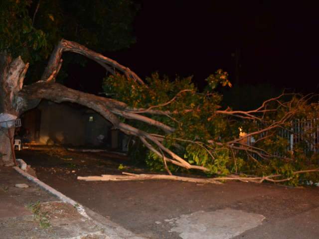  Partes de &aacute;rvore caem, obstruem rua e quebram telhado e muro de casa