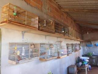 Foram apreendidos 15 pássaros e 15 gaiolas durante o trabalho da PMA (Foto: Divulgação PMA)