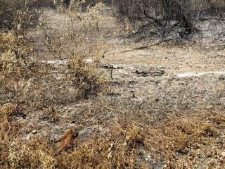 Capivara morta após fogo atingir vegetação no Passo do Lontra, em Corumbá (Foto: Direto das Ruas)