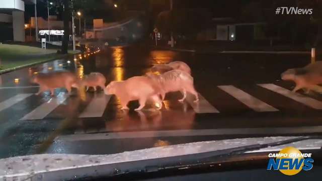 Capivaras atravessam na faixa, d&atilde;o passagem para ciclistas e v&iacute;deo viraliza