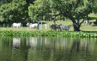 Fazendeiros não estão conseguirando retirar gado de regiões alagadas no Pantanal. (Foto: Lucimar Couto)