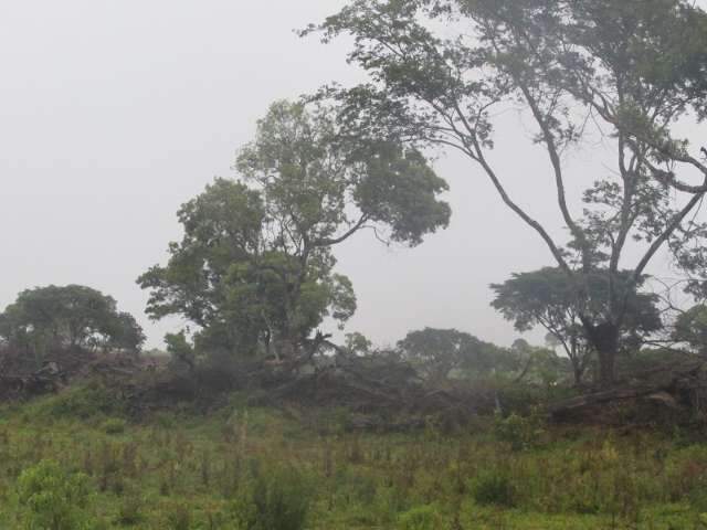 Idoso &eacute; multado em R$ 9 mil por desmatar floresta para fazer pasto