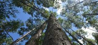 Com mais de 800 mil hectares plantados de eucalipto, Mato Grosso do Sul pode chegar a mais de um milhão (Foto: Arquivo)