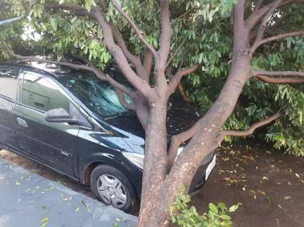 Vento forte derruba árvore sobre carro estacionado em frente a bar