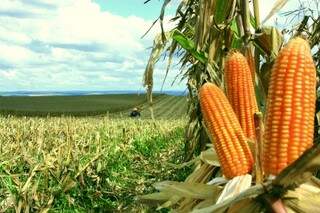 Consumo interno do milho aumentou e exportações caíram 62,86% (Foto: Divulgação)
