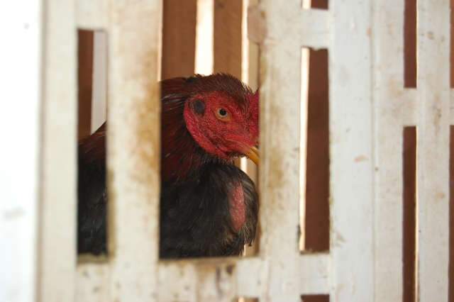  PMA flagra rinha de galos e apreende animais feridos