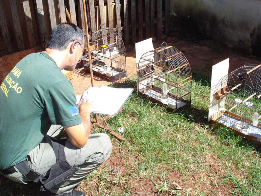 Ibama apreende quase 400 aves de criadores 63 ameaça de extinção