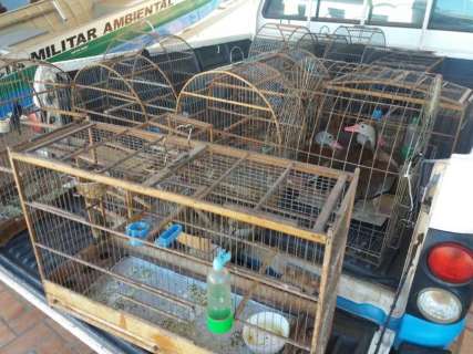 Ano teve aumento de apreensões e R$ 290 mil em multas a traficantes de aves