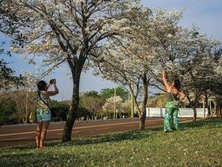 Os visitantes tirando fotos da árvore (Foto: Marina Pacheco)