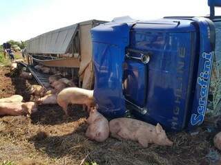 Alguns porcos ficaram espalhados pelo local onde a carreta tombou (Foto: PC de Souza)