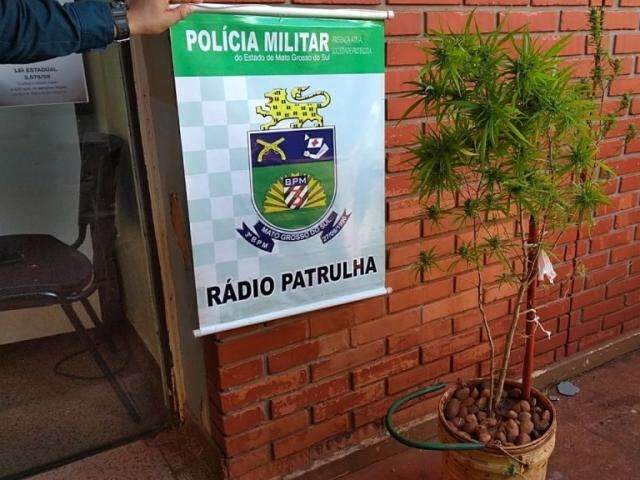Pol&iacute;cia &eacute; chamada para atender briga de casal e encontra dois p&eacute;s de maconha