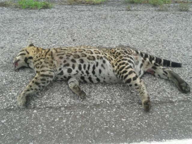 Leitor registra animal raro e parecido com on&ccedil;a pintada, morto na BR-262