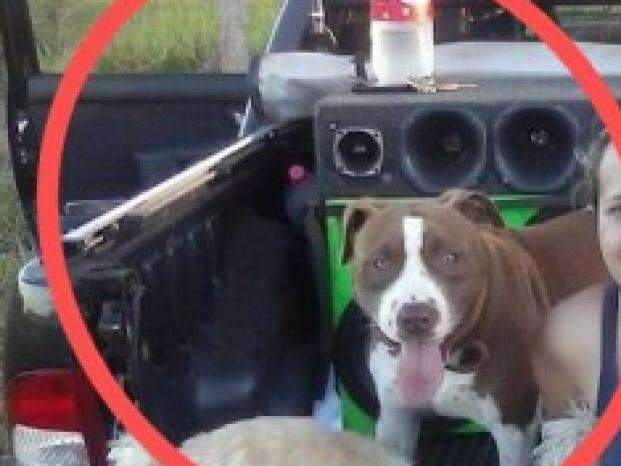 Pitbull ataca durante brincadeira no quintal e mata crian&ccedil;a de 8 meses