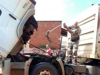 Lagarto é capturado de caixa de radiador do caminhão (Foto: Divulgação/PMA)