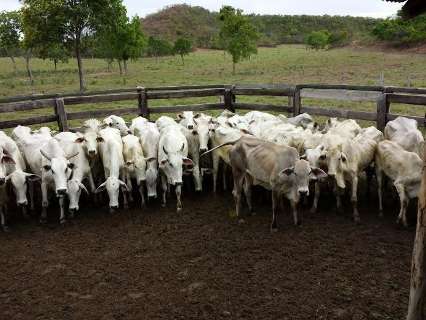 Polícia Civil investiga quadrilha acusada de furto de gado na região Norte