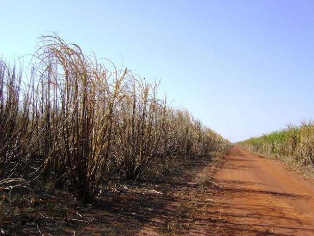 Usina de &aacute;lcool e a&ccedil;&uacute;car &eacute; multada em R$ 600 mil ap&oacute;s queimada ilegal