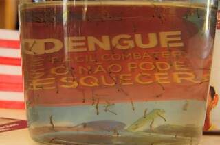 Larvas do mosquito Aedes Aegypti em recipiente. Em Campo Grande, mais de 15 mil casos da doença transmitida pelo mosquito já foram notificados. (Foto: Rodrigo Pazinato)