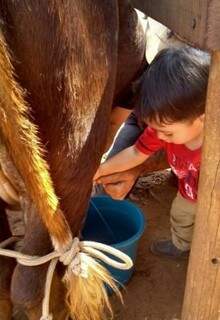 A criança aprenderá ordenhar vaca (Foto: Divulgação/ Fazendinha MS)
