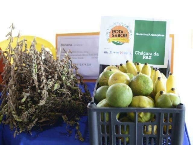Projeto que incentiva produ&ccedil;&atilde;o de hortali&ccedil;as cresce e vai atender 44 produtores