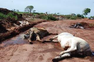 Vacas mortas foram jogadas na estrada. O cheiro ficou insuportável na região. (Foto: Pedro Peralta) 