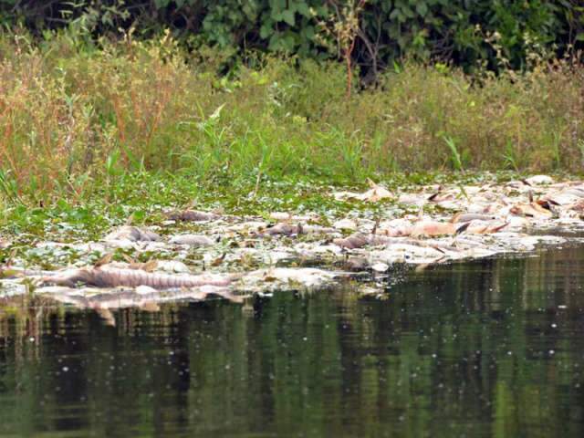  Promotoria envia &agrave; Unesp material coletado no Rio Negro