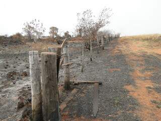 Fogo atingiu área plantada e também vegetação nativa (Foto: Divulgação)