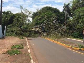 &Aacute;rvore centen&aacute;ria cai em frente a escola e interdita Avenida da Capital