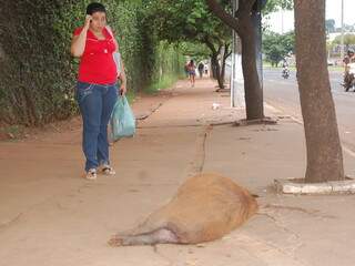 Capivara encontrada morta na frente do Shopping Campo Grande, no dia 10 de janeiro (Foto: Simão Nogueira)