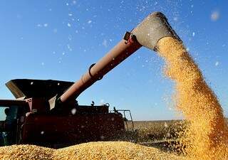 Chuva atrapalha colheita de milho na região sul do Estado. (Foto: Famasul/Divulgação)