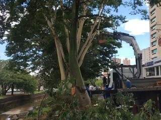 Equipe trabalha na remoção da árvore, tarefa que pode levar dois dias. (Foto: Kísie Anoã)