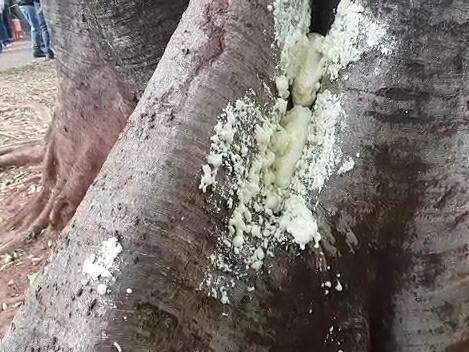 Paisagem da cidade, figueiras recebem &ldquo;curativo&rdquo; para viver mais