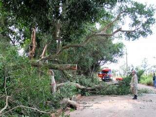 Ingazeiro caiu em chácara levando outras árvores e fechando a Rua São Ramão (Foto: Saul Schramm)