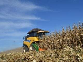 Colheita de milho em MS (Foto: Arquivo)
