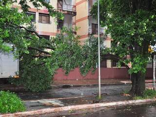 Na Coophatralho, condomínio também está sem luz após queda de árvore em fiação. (João Garrigó) 