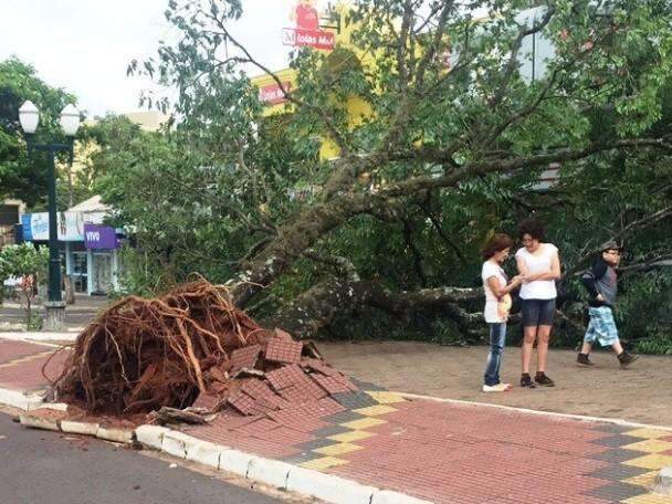 Vendaval derruba &aacute;rvore em carro e causa estragos em cidade no Interior