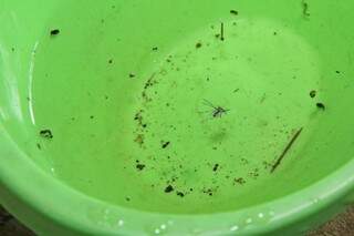 Focos de dengue são encontrados por agentes em água parada de residências. (Foto: Marcos Ermínio)
