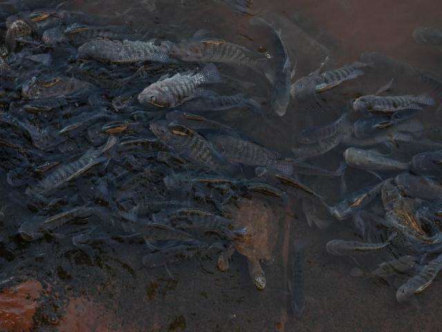 Em busca de oxig&ecirc;nio, peixes agonizam no Rio Anhandu&iacute;