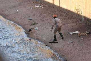 Bombeiro tenta cercar cachorro dentro do Córrego Segredo, no Centro (Foto: Marcelo Victor)