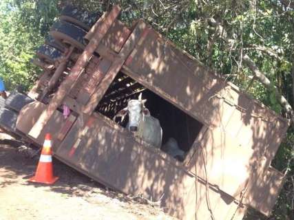 Caminh&atilde;o que transportava gado tomba e motorista fica em estado grave
