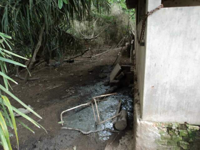  PMA flagra suinocultura sem autoriza&ccedil;&atilde;o e em &aacute;rea de preserva&ccedil;&atilde;o