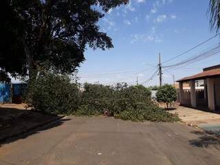Árvore caiu na Rua João Maiolino, que fica na Vila Concórdia (Foto: 